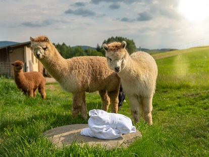 Luxusurlaub - Deutschland - Lernen Sie unsere Alpakas bei einer Fütterung mit dem Chef hautnah kennen.  - Landrefugium Obermüller | SPA & Naturresort | 360 ° Glück | 4,5 Sterne